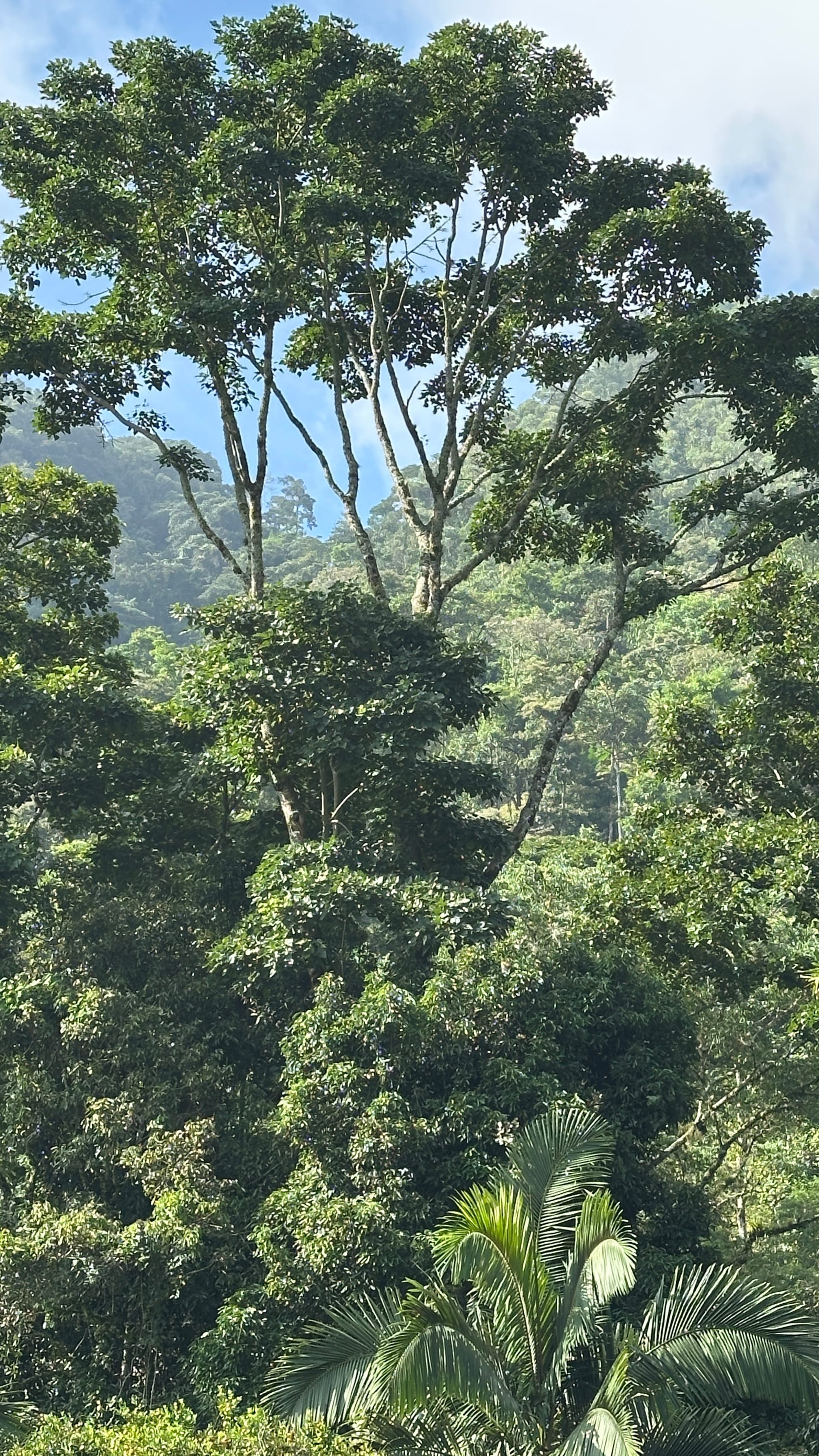 Forest canopy habitat