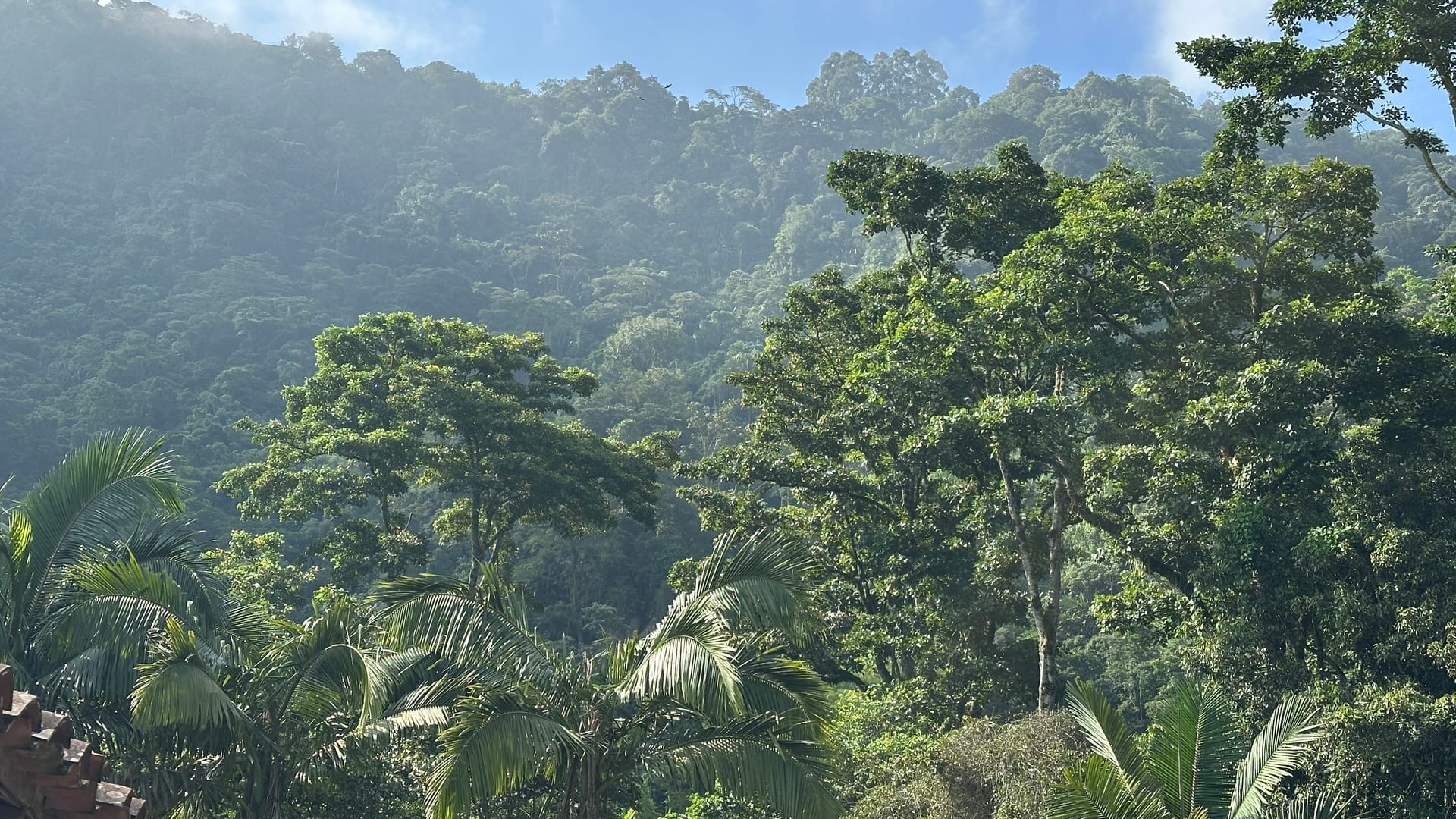 Birdwatching Colombia – forest panorama habitat near Medellín private estate