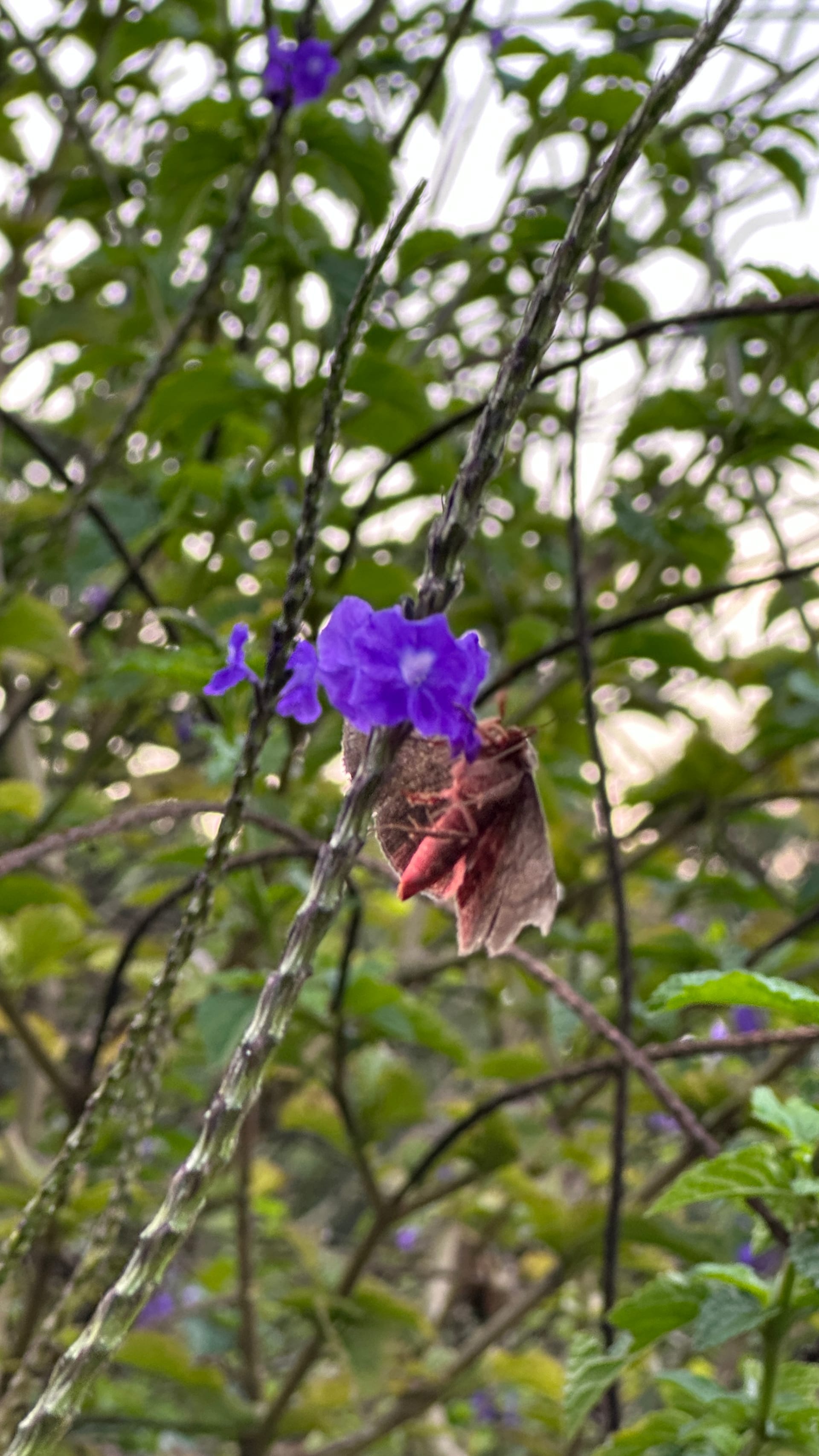 Relaxation area with hammock